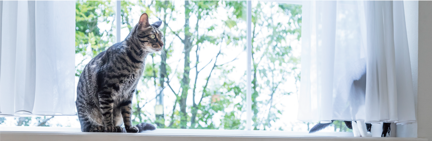 窓辺の猫